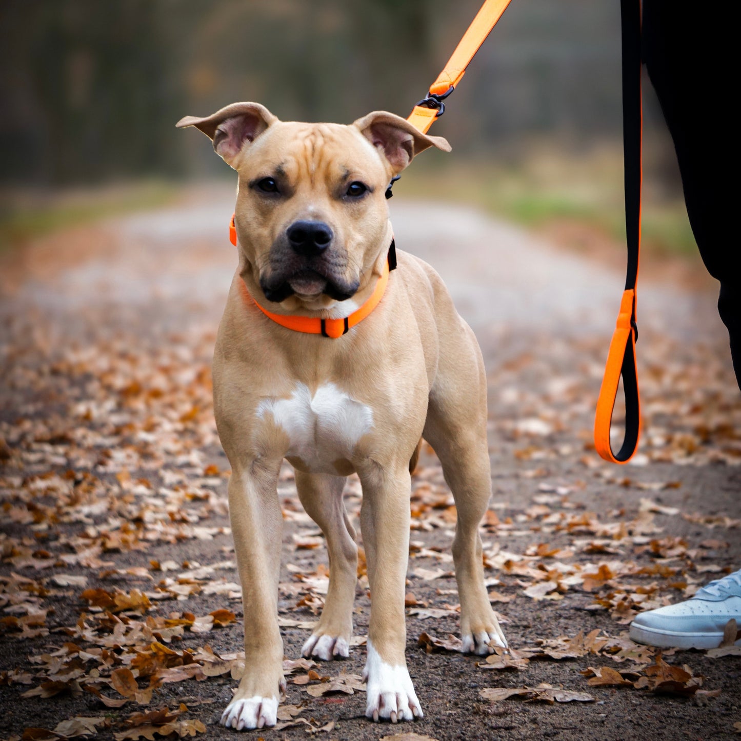 IGNITE - taktisches Halsband