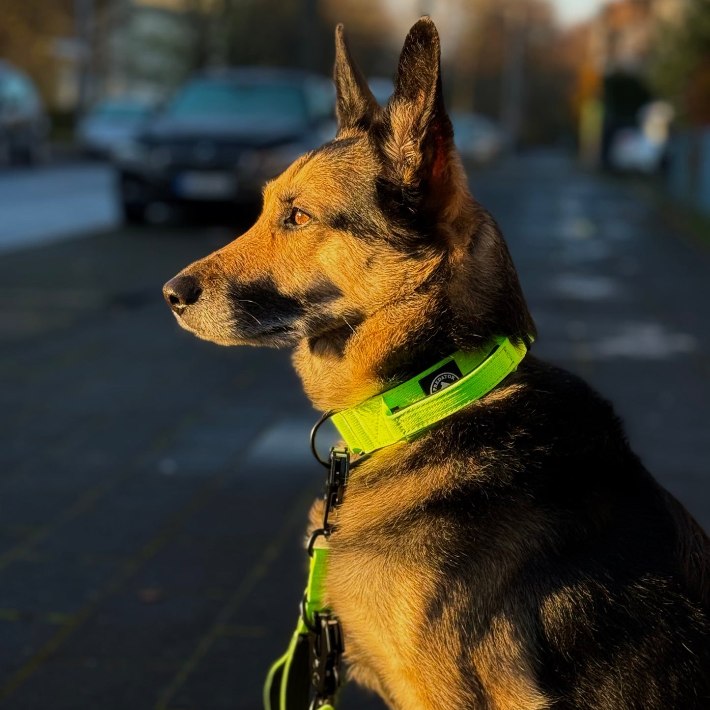 VOLTAGE - taktisches Halsband