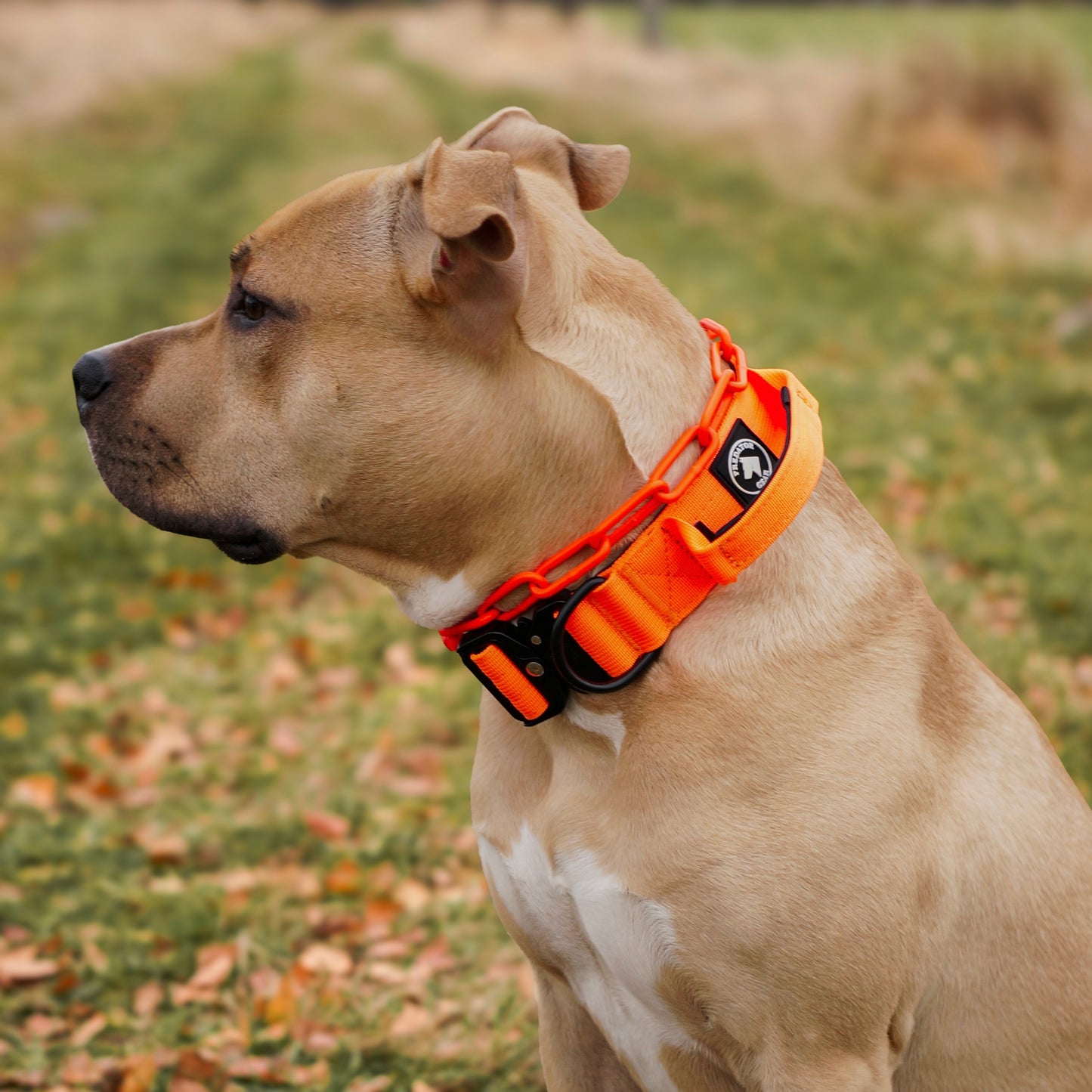 IGNITE - taktisches Halsband