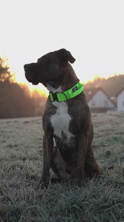 VOLTAGE - taktisches Halsband